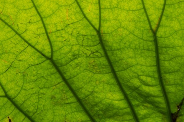 Fotografía completa de una hoja