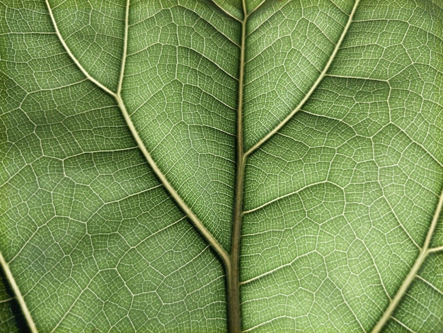 Fotografía completa de la hoja