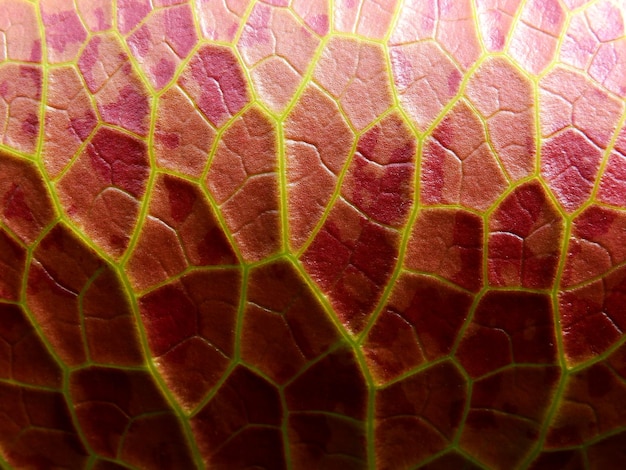 Fotografía completa de una hoja
