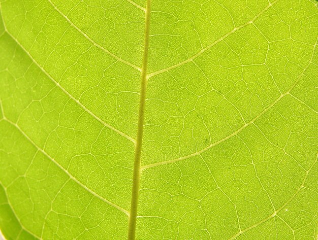 Fotografía completa de una hoja