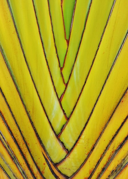 Fotografía completa de una hoja