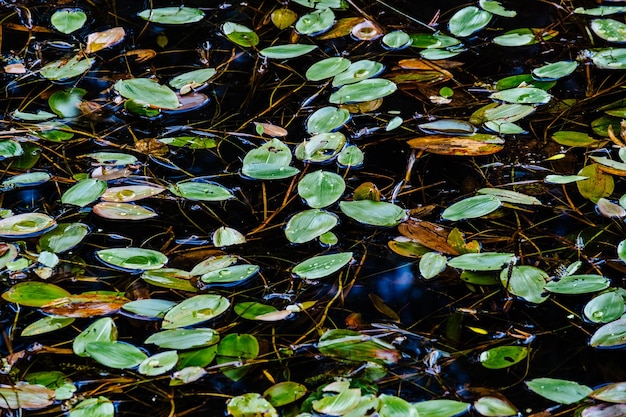 Foto fotografía completa de las hojas flotando en el agua