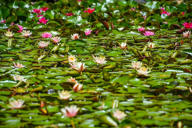Fotografía completa de las hojas de lirio