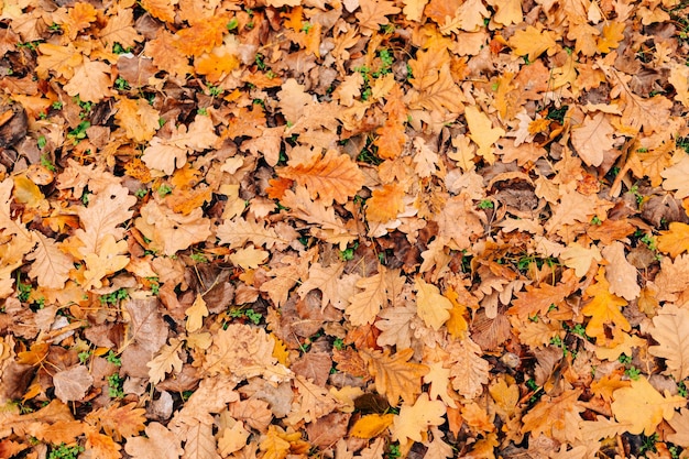 Fotografía completa de las hojas de otoño