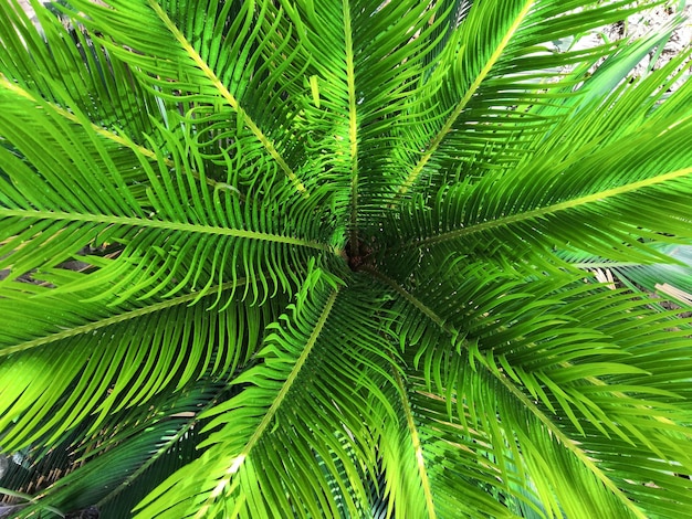 Fotografía completa de las hojas de la palmera