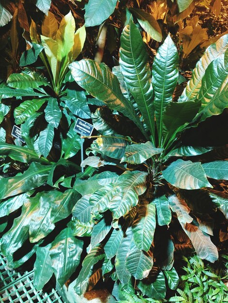 Foto fotografía completa de las hojas de una planta en el campo