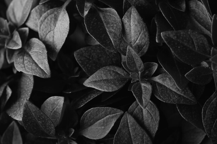 Foto fotografía completa de las hojas de la planta