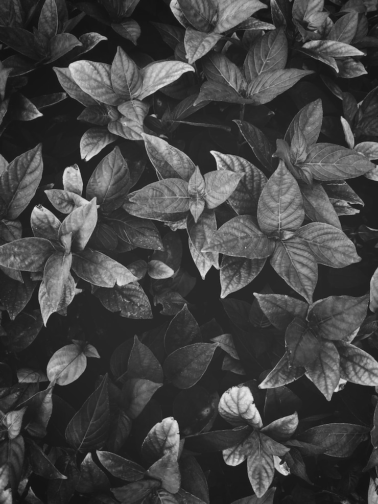 Foto fotografía completa de las hojas de las plantas con flores