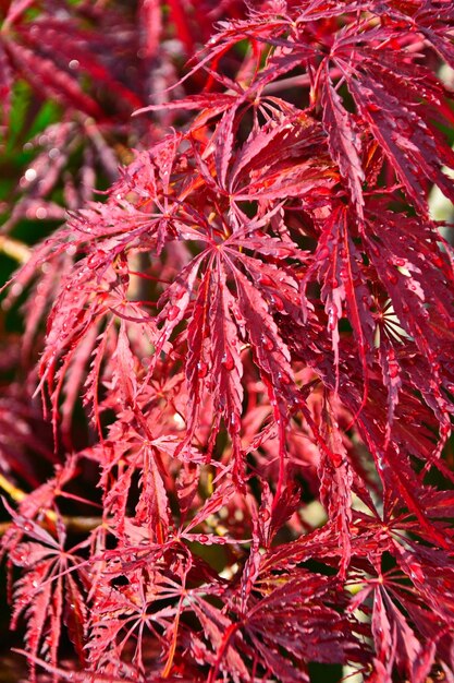 Fotografía completa de las hojas rojas del otoño