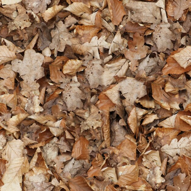 Foto fotografía completa de las hojas secas caídas en otoño