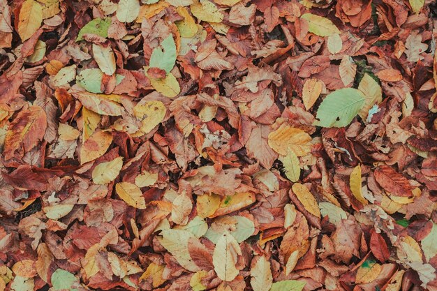 Fotografía completa de las hojas secas en el campo