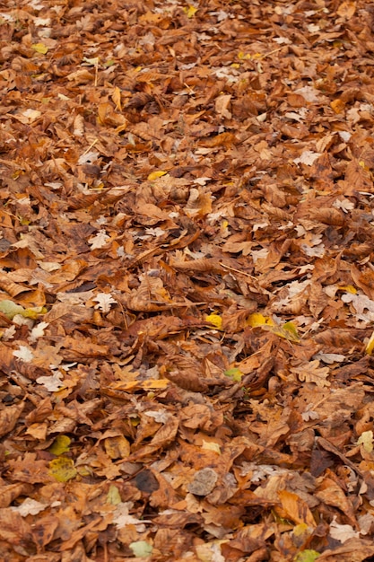 Foto fotografía completa de las hojas secas del otoño