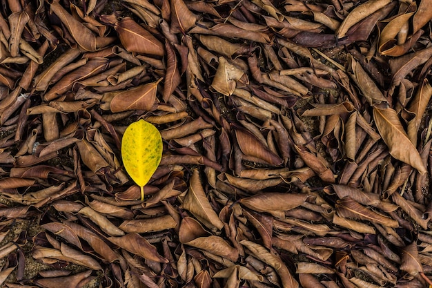 Fotografía completa de las hojas secas