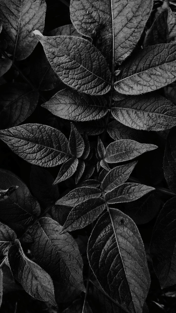 Foto fotografía completa de las hojas secas
