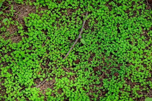 Foto fotografía completa de las hojas verdes en el campo