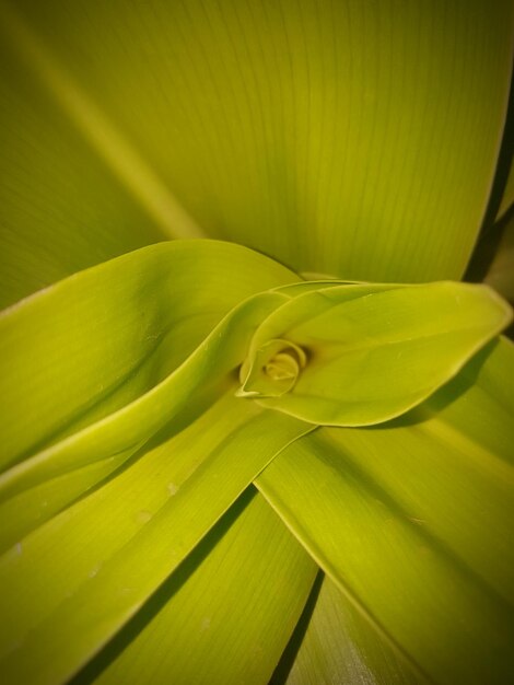 Foto fotografía completa de hojas verdes frescas