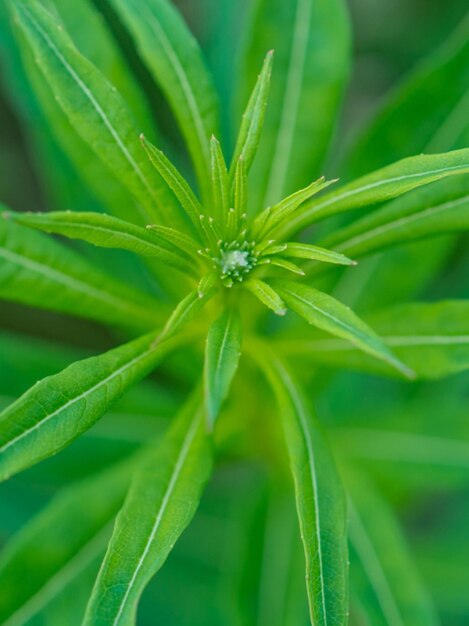 Fotografía completa de hojas verdes frescas