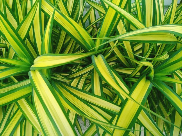 Foto fotografía completa de hojas verdes frescas