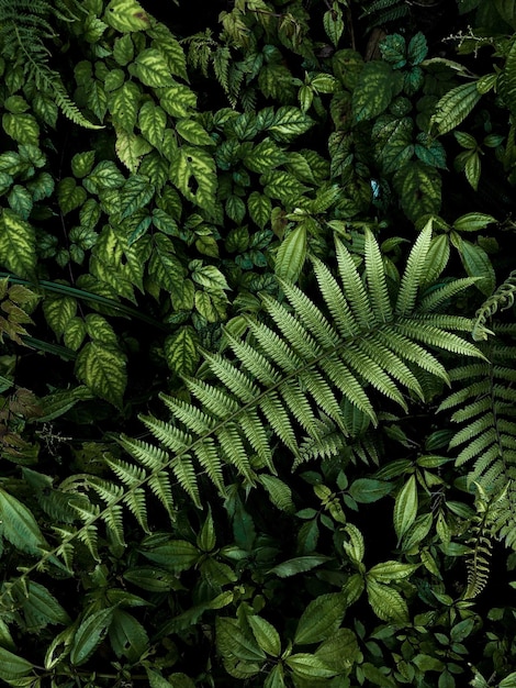 Foto fotografía completa de las hojas verdes frescas