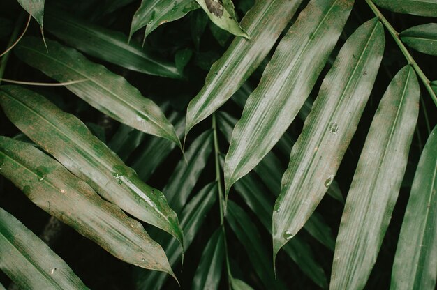 Foto fotografía completa de las hojas verdes frescas