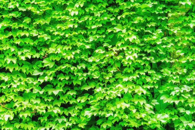 Foto fotografía completa de las hojas verdes frescas