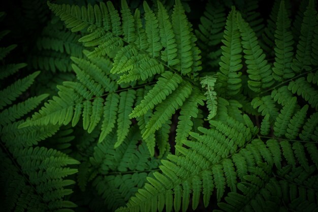 Foto fotografía completa de las hojas verdes