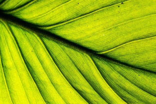 Foto fotografía completa de las hojas verdes