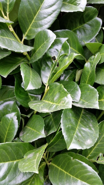 Fotografía completa de las hojas verdes