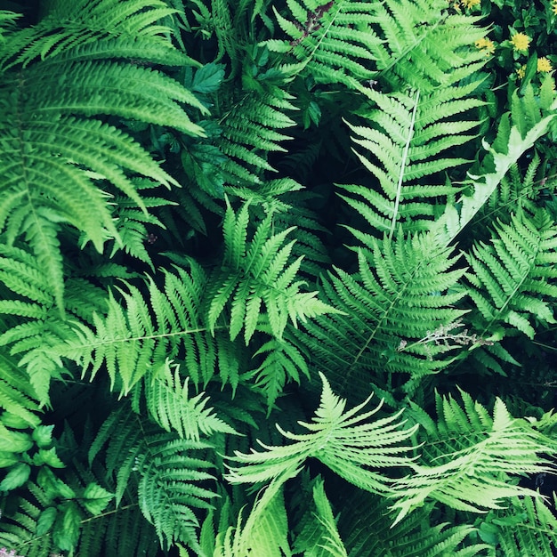 Fotografía completa de las hojas verdes