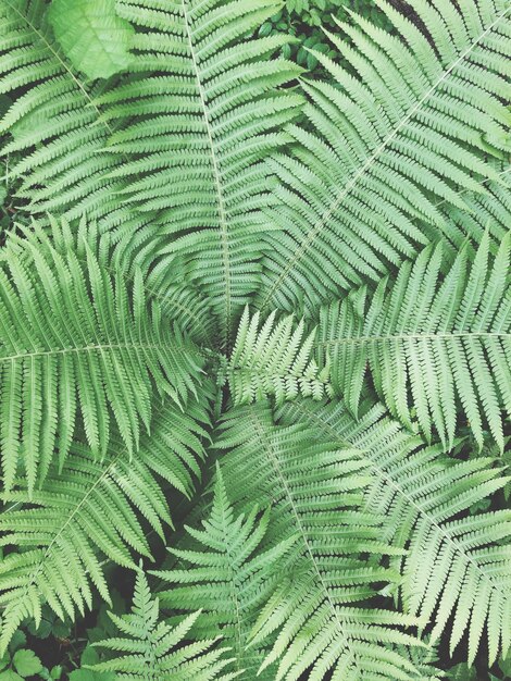 Fotografía completa de las hojas verdes