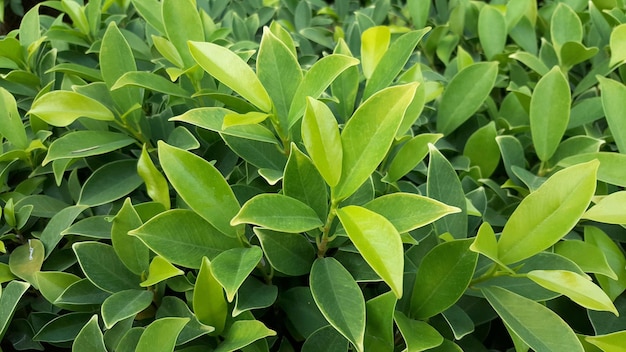 Foto fotografía completa de las hojas verdes