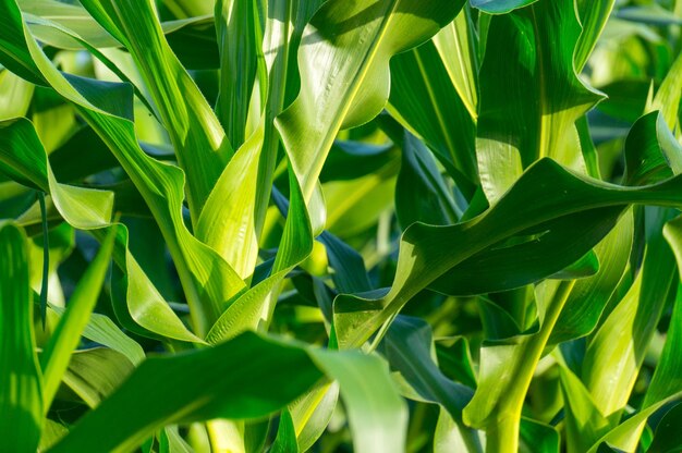 Foto fotografía completa de las hojas verdes