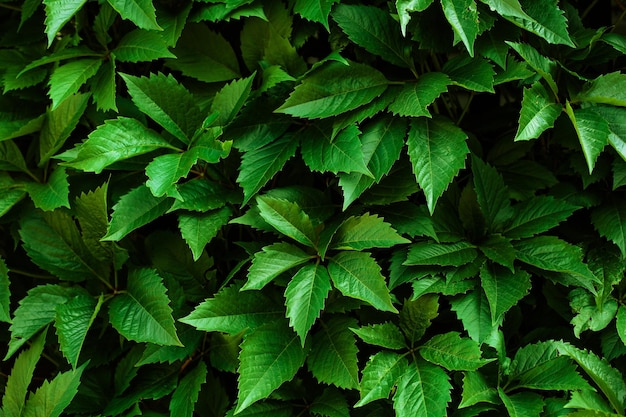 Fotografía completa de las hojas verdes