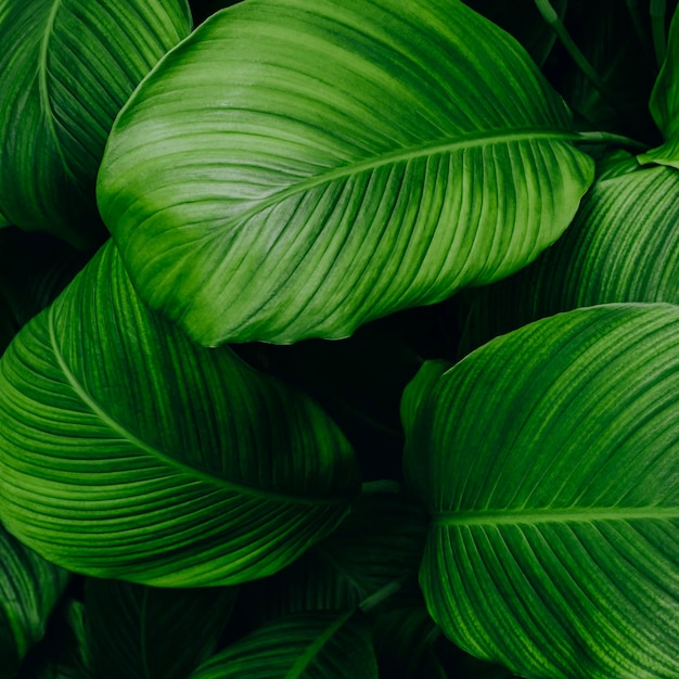 Fotografía completa de las hojas verdes