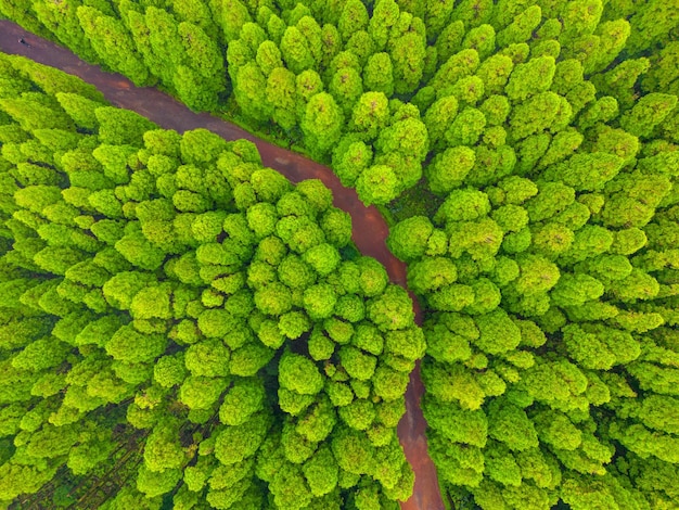 Foto fotografía completa de las hojas verdes