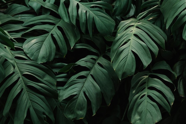 Fotografía completa de las hojas verdes