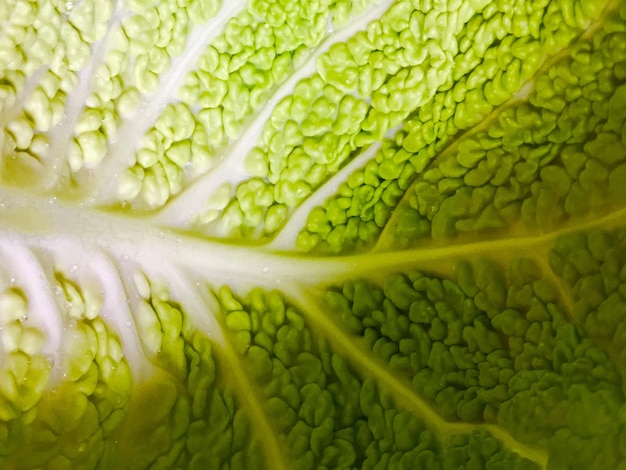 Fotografía completa de las hojas verdes