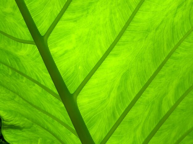 Foto fotografía completa de las hojas verdes