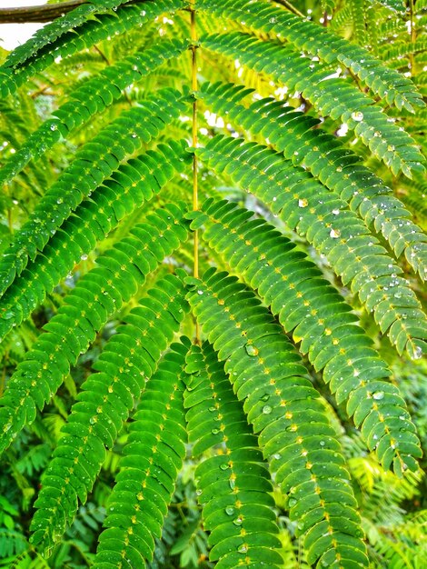 Foto fotografía completa de las hojas verdes