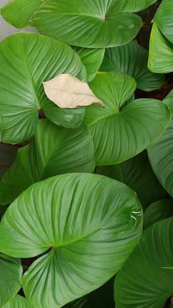 Foto fotografía completa de las hojas verdes