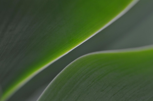 Fotografía completa de las hojas verdes