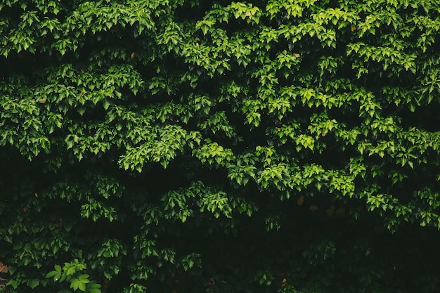 Fotografía completa de las hojas verdes