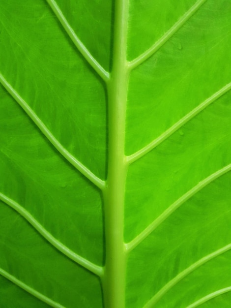Fotografía completa de las hojas verdes