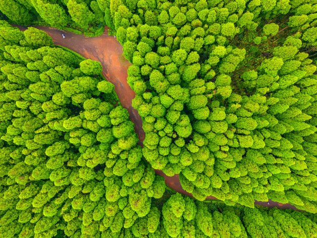 Fotografía completa de las hojas verdes