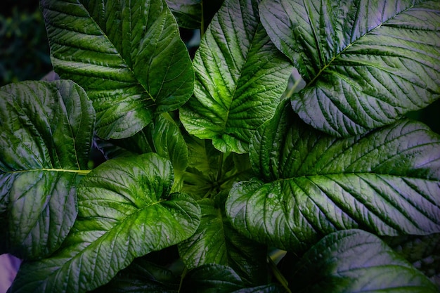 Fotografía completa de las hojas