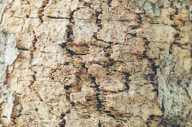 Fotografía completa de un insecto en el tronco de un árbol