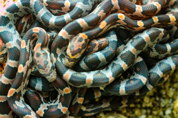 Foto fotografía completa de un lagarto
