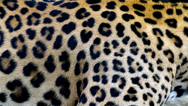 Fotografía completa del leopardo