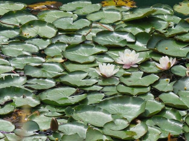 Foto fotografía completa de un lirio de agua en un lago