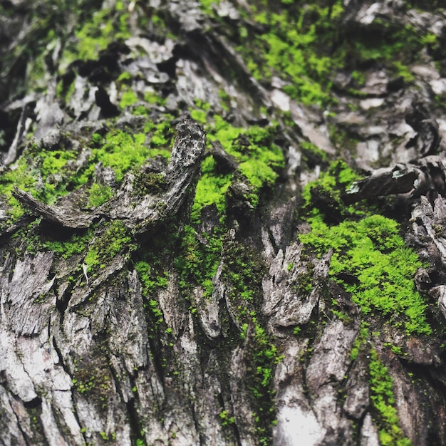 Foto fotografía completa del musgo que crece en el tronco del árbol